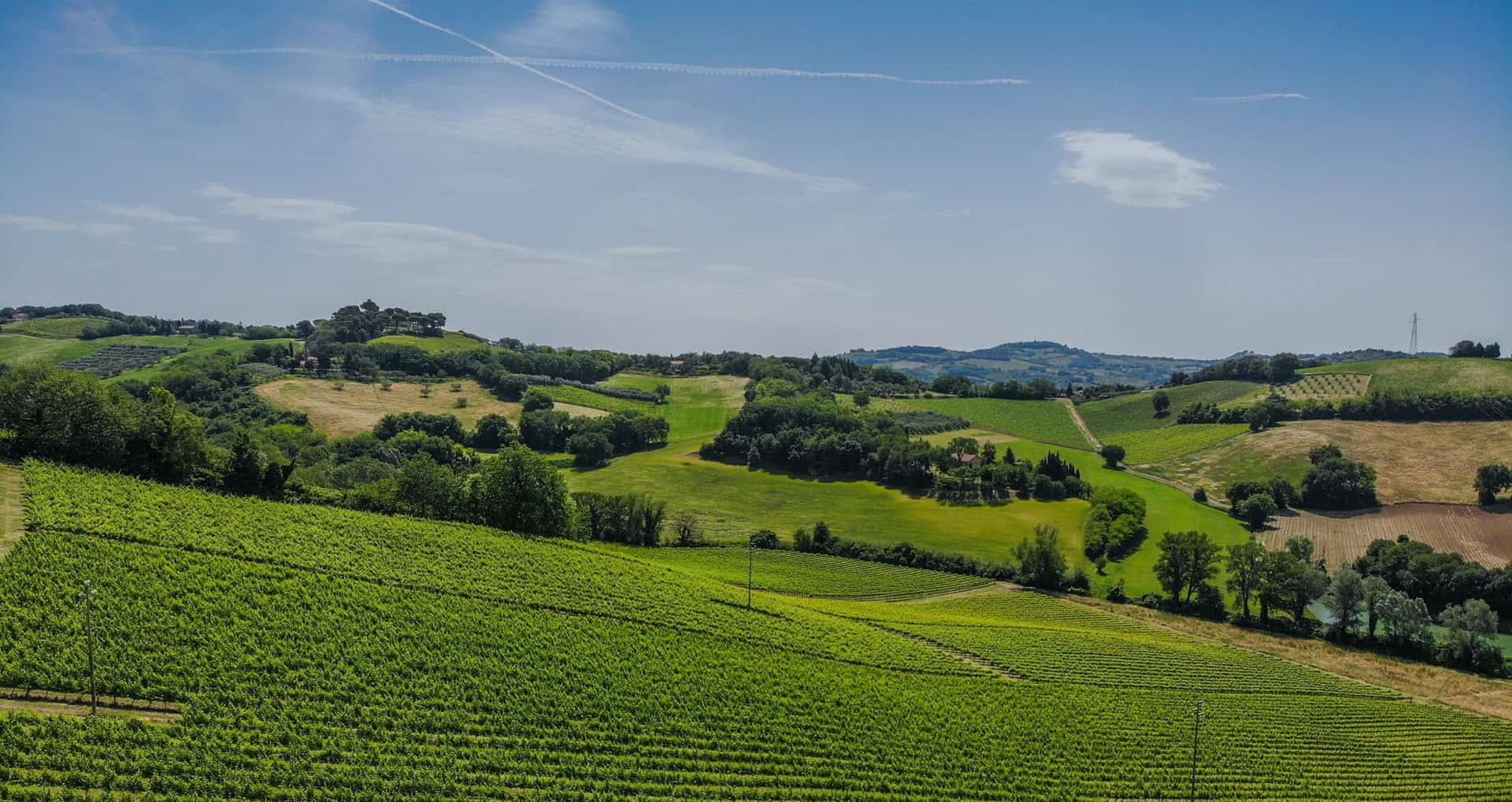 Weinberge in den Hügeln der Region Marken, Italien.