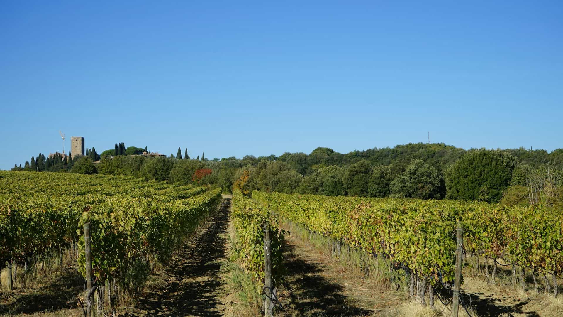 Ein weinberg in Montalcino. Foto von carlo marzetti