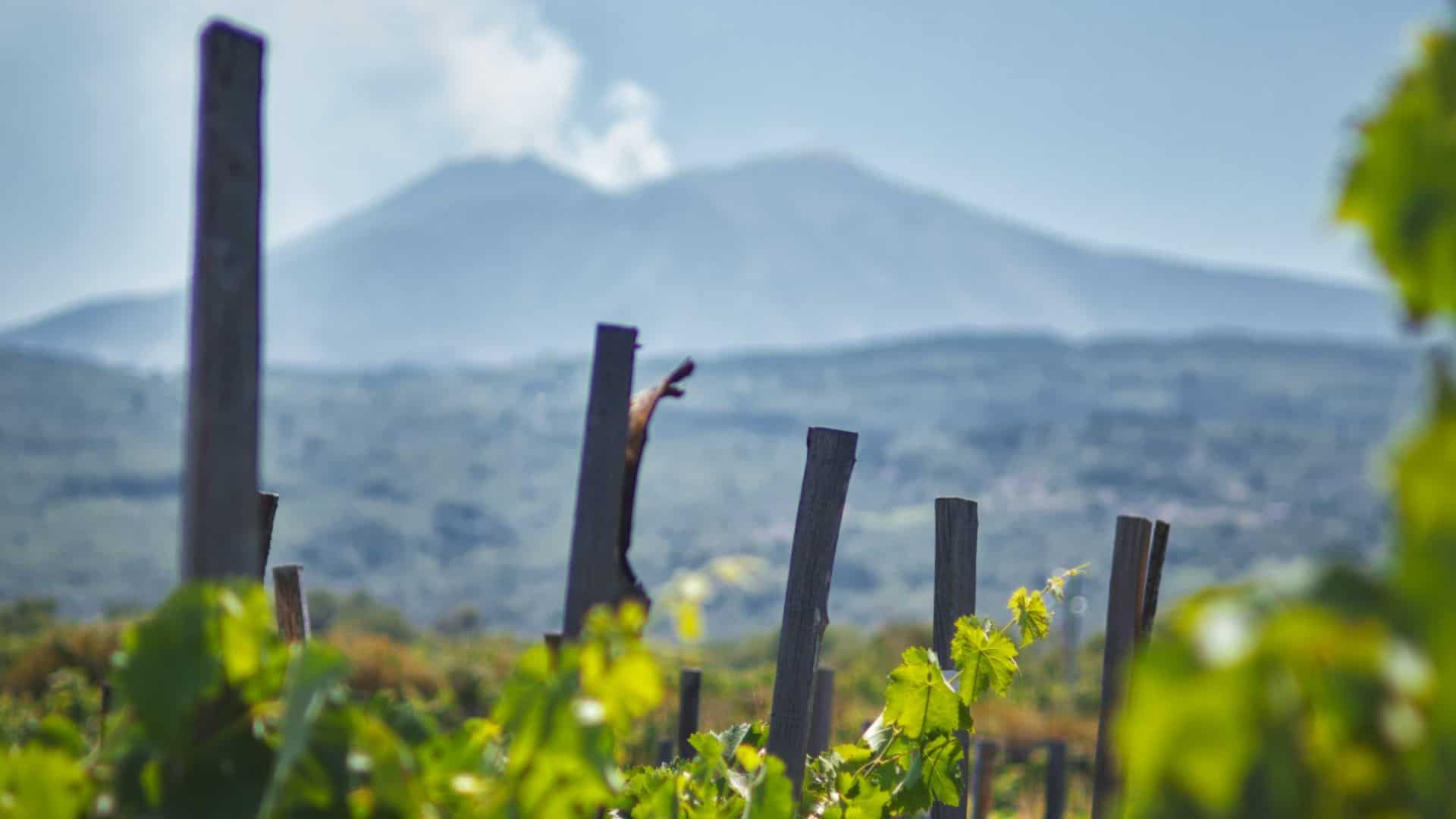 Weinberg mit dem Ätna im Hintergrund. Foto von DRhKeDhEdxc