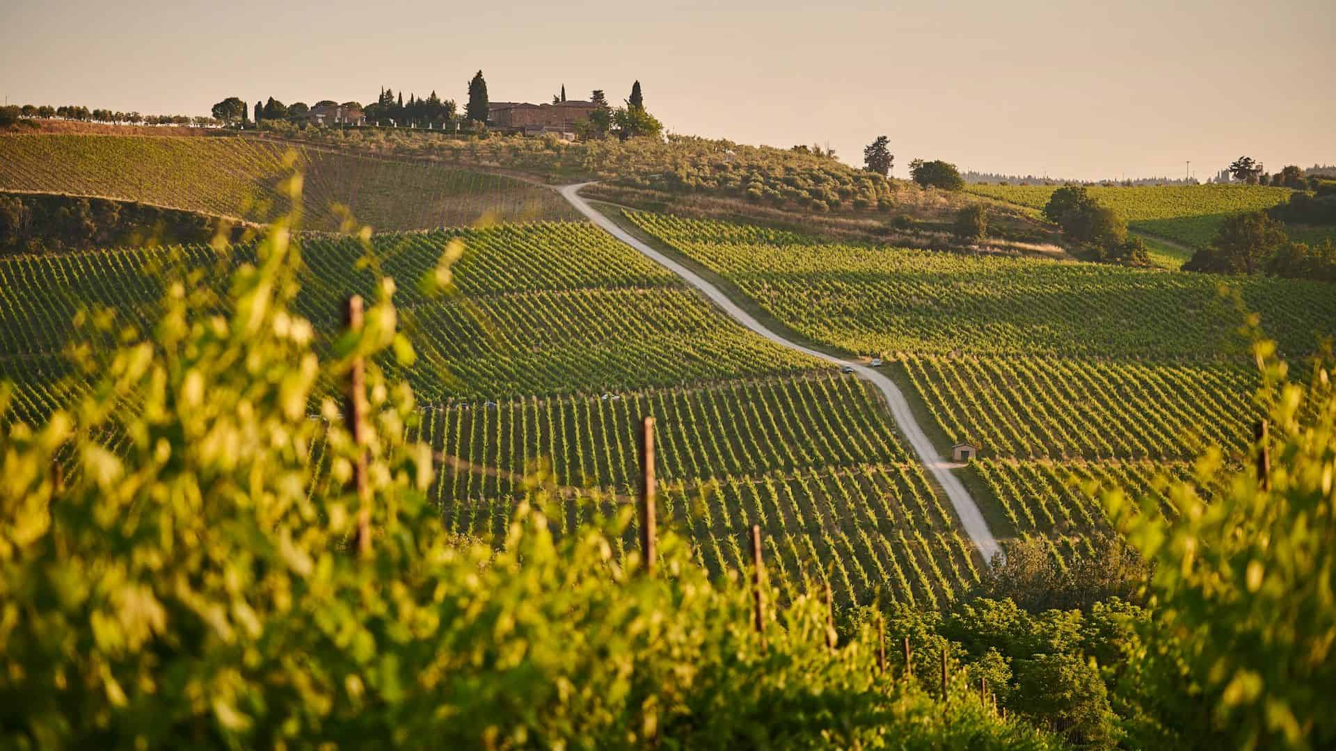 Chianti-Weinberg. Foto von johny goerend