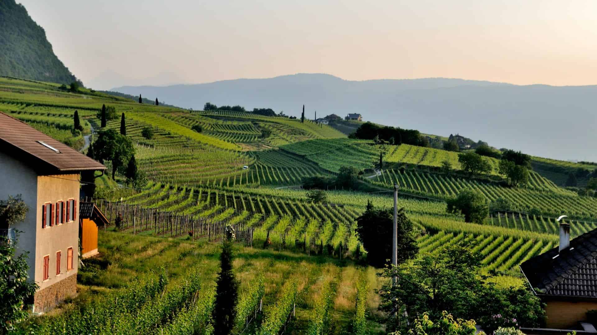 Landschaft eines weinbergs in Italien