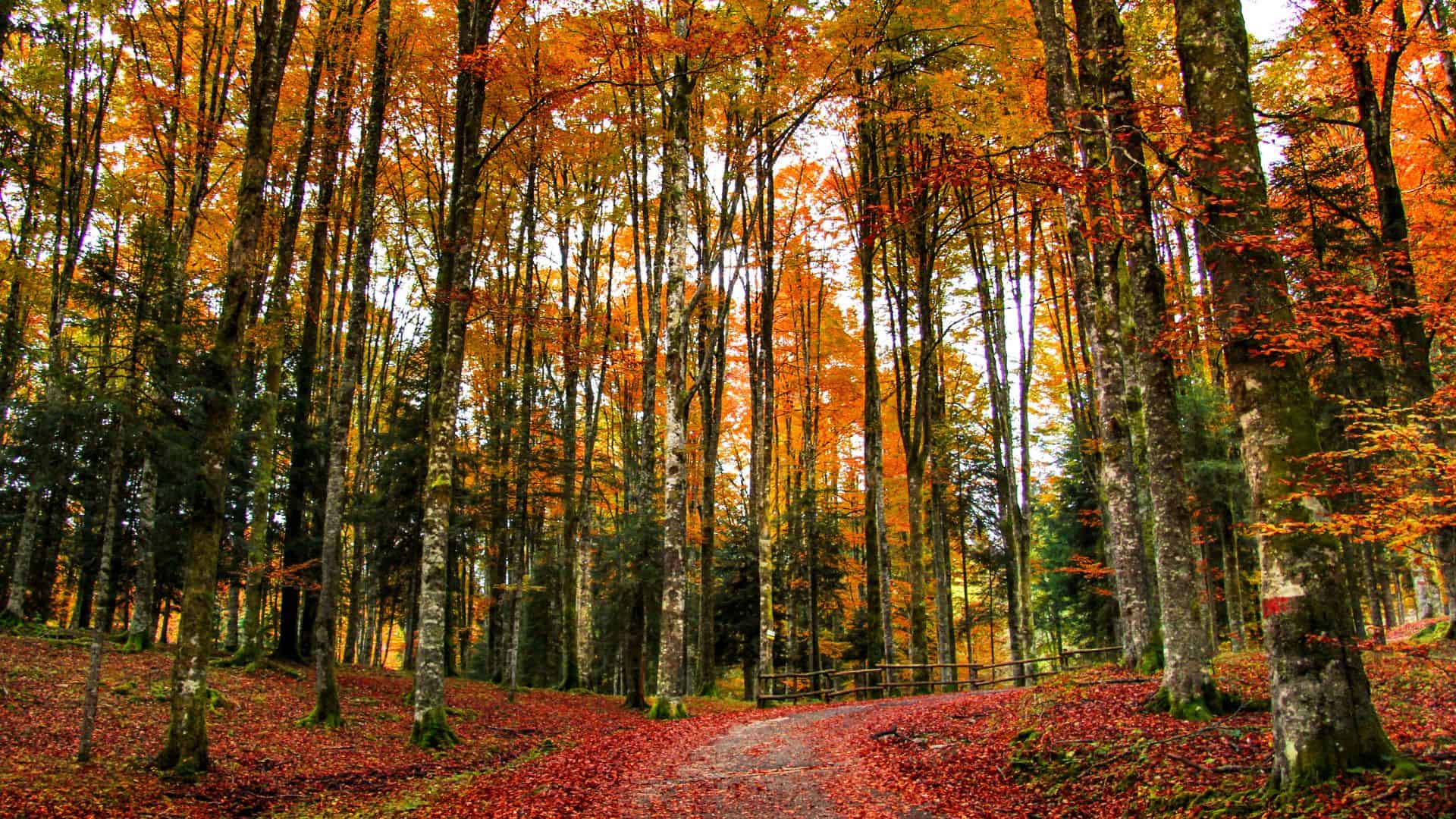 Der Cansiglio-Wald mit Herbstfarben