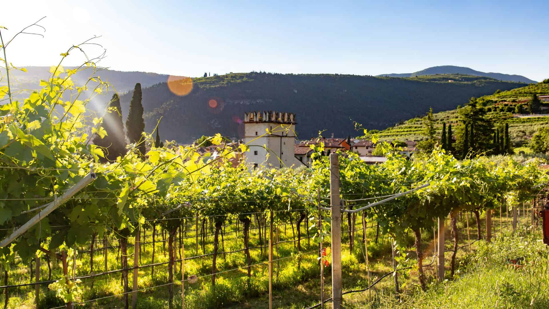 Landschaft in Venetien, wo Weinberge angebaut werden. Foto von Daniel Vogel