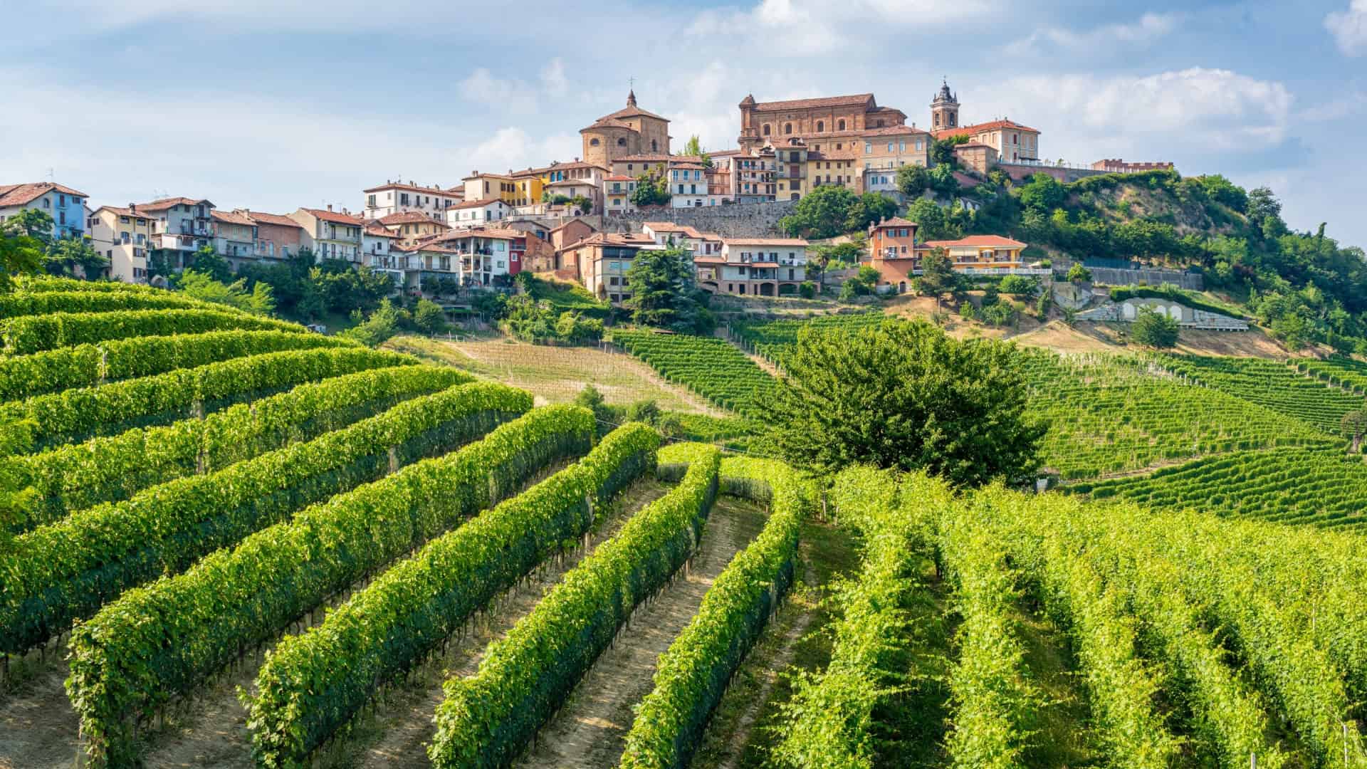 Weinberge in den Langhe