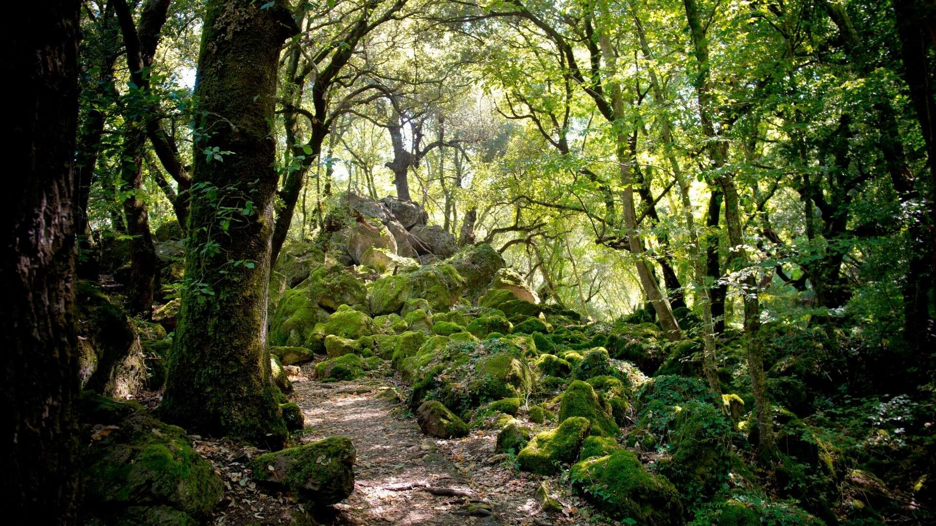 Der Monumentalwald von Sasseto