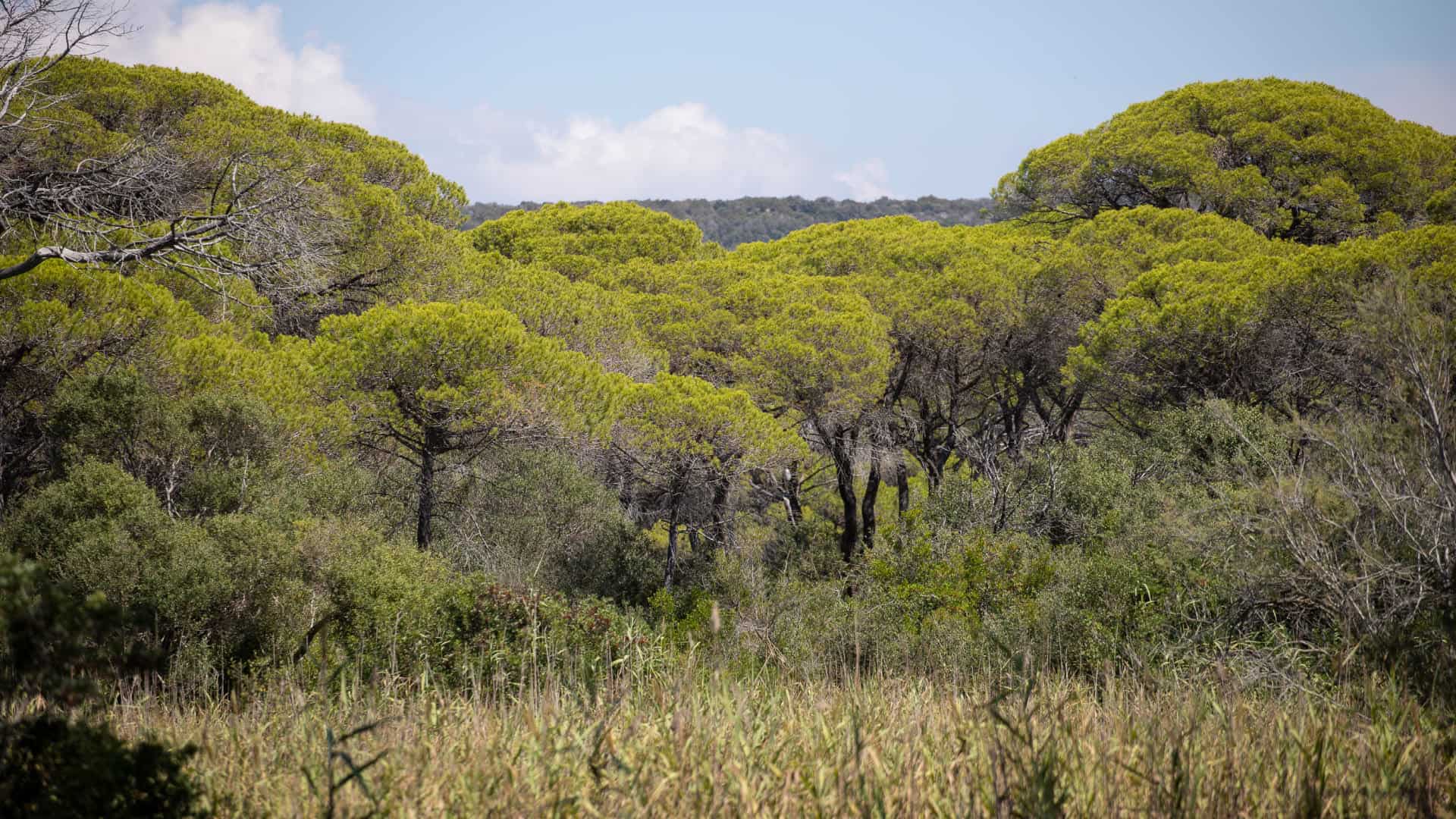 Naturblick im Maremma-Park