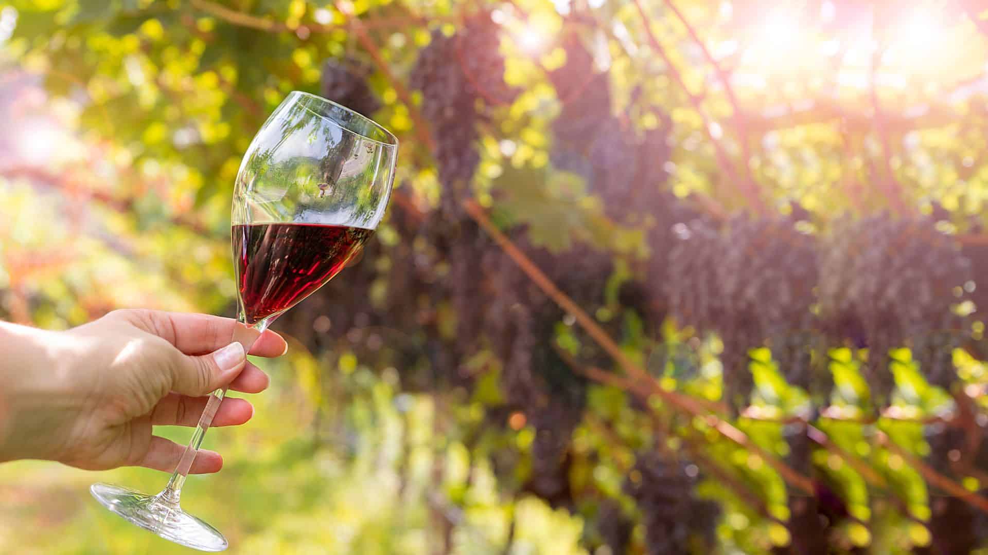 Glas Rotwein mit Weinberg im Hintergrund