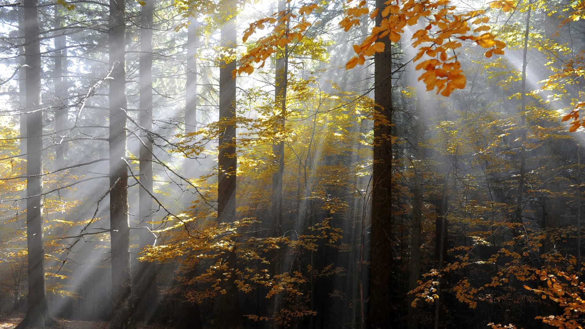 Sonnenstrahlen, die durch die Äste eines Waldes fallen