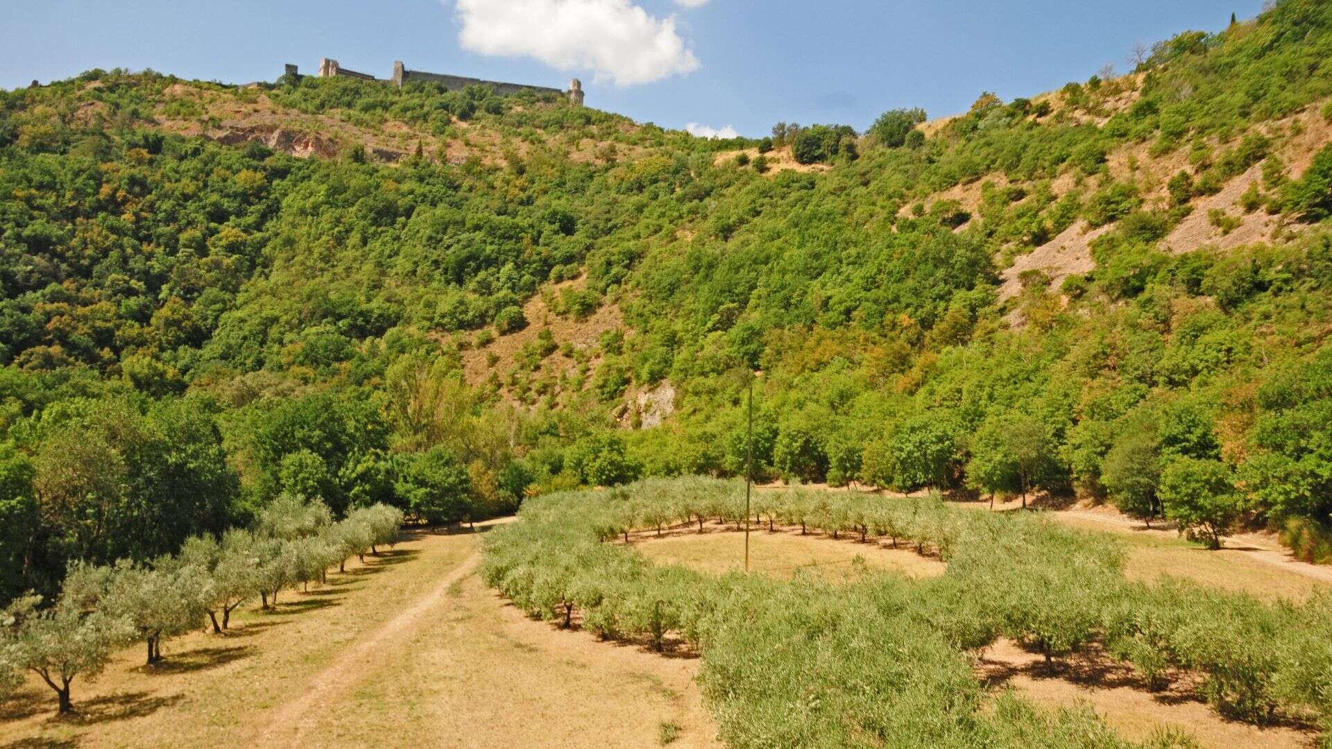 Blick auf den Bosco di San Francesco in Assisi