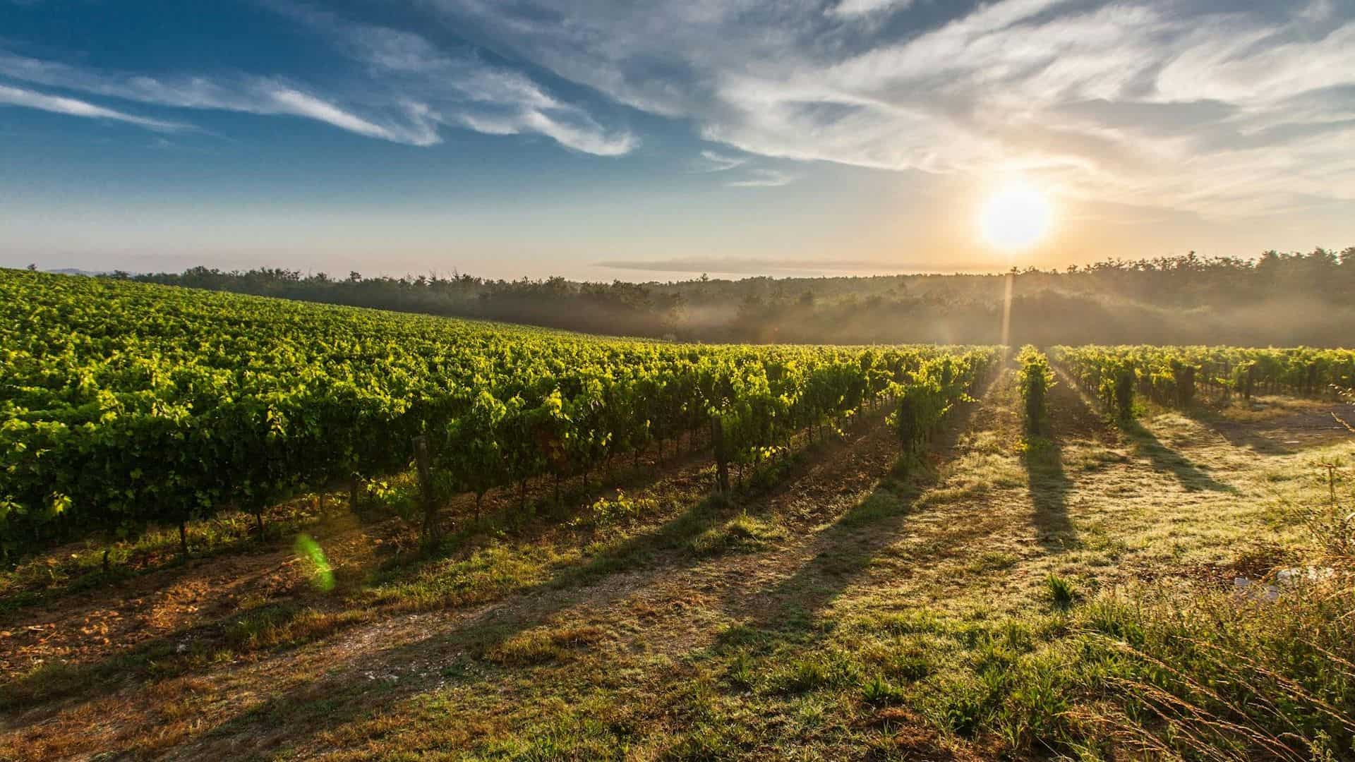 Ein weinberg in der Toskana. Foto von Pixabay